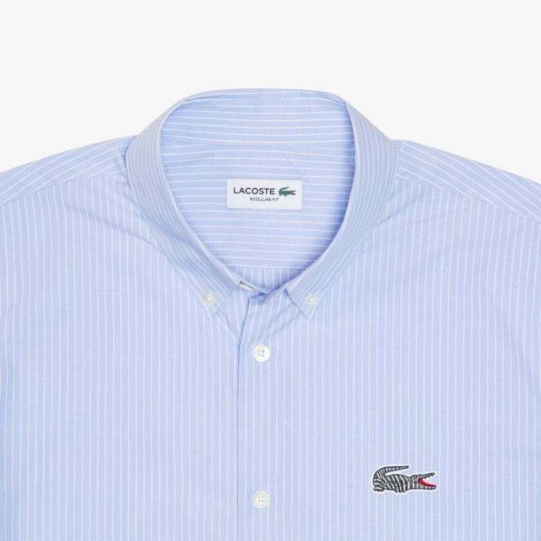 Lacoste x National Geographic Regular Fit Striped Pamut Shirt Kék Fehér | zCL3CjAO