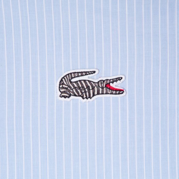 Lacoste x National Geographic Regular Fit Striped Pamut Shirt Kék Fehér | zCL3CjAO